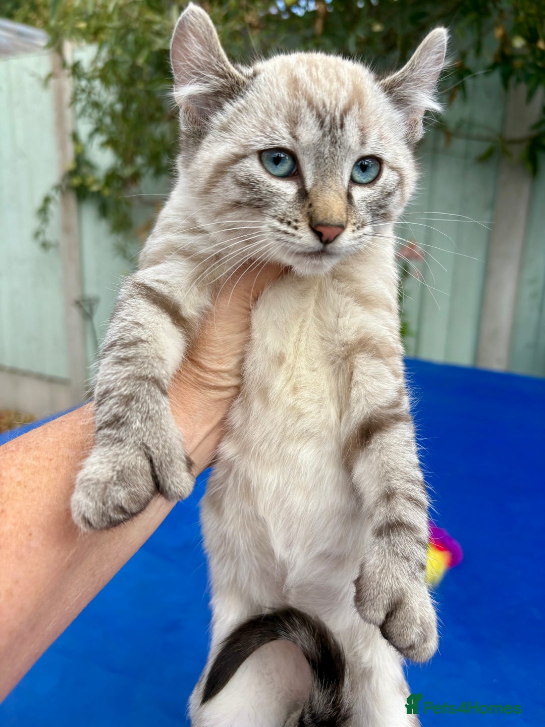 Bengal cats for sale: Gob smacking rare kittens  - Image 19