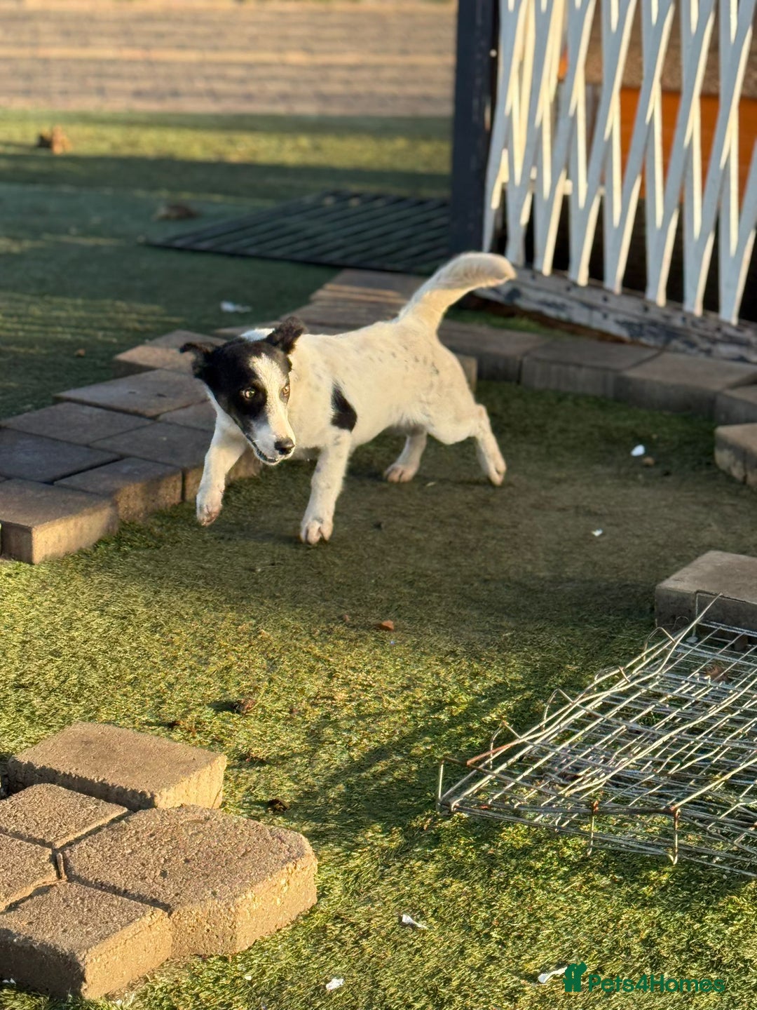 Mixed Breed dogs for adoption: Gorgeous little Andor looking for love - Advert 18