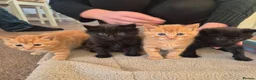 Mixed Breed cats for sale: 🖤🧡 SUPER FRIENDLY KITTENS 🧡🖤 - Advert 1