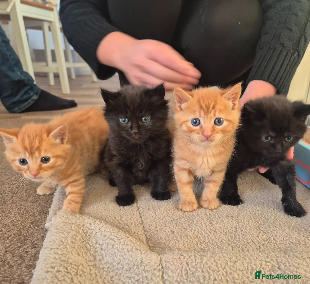 Mixed Breed cats for sale: 🖤🧡 SUPER FRIENDLY KITTENS 🧡🖤 - Advert 1