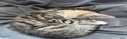 Mixed Breed cats for sale: Cheeky fluffy kittens in Carlisle - Advert 19