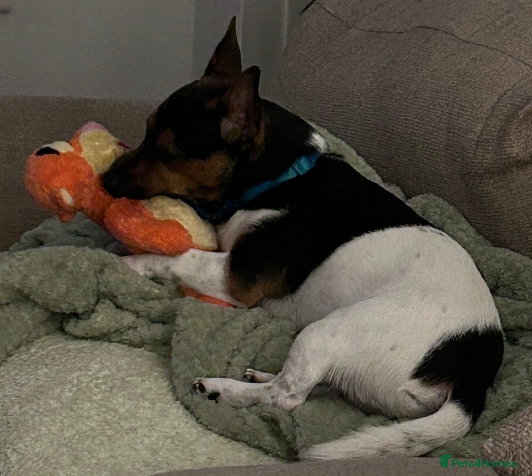 Jack Russell dogs for sale: Handsome Jack Russell boy  - Advert 8