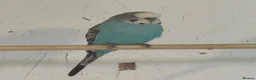 Budgerigars birds for sale: budgies 3+ years - Advert 4