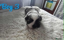 Lhasa Apso dogs for sale: Stunning Lhasa apso pups - Image 9
