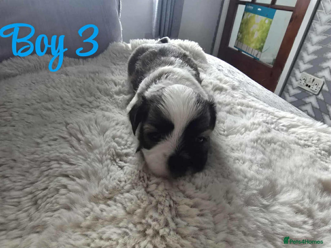 Lhasa Apso dogs for sale: Stunning Lhasa apso pups - Image 9