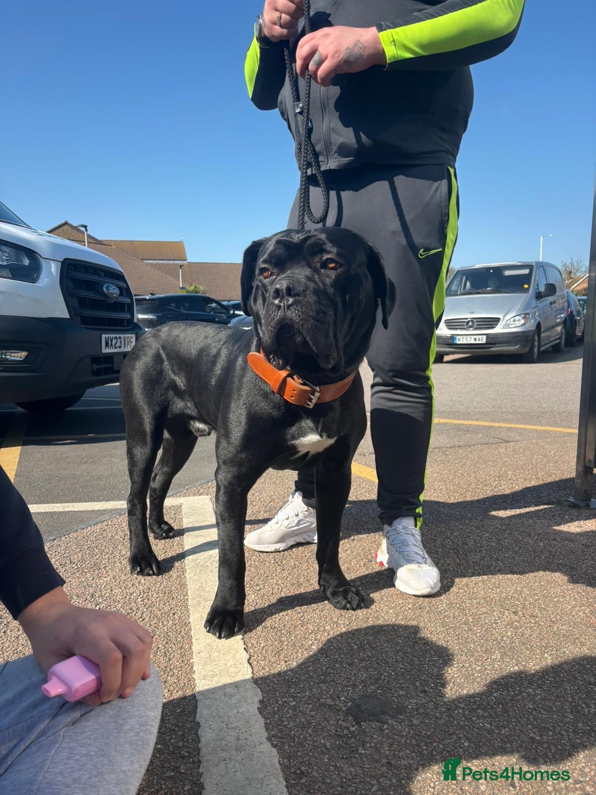 Cane Corso dogs Cane corso stud - Advert 3