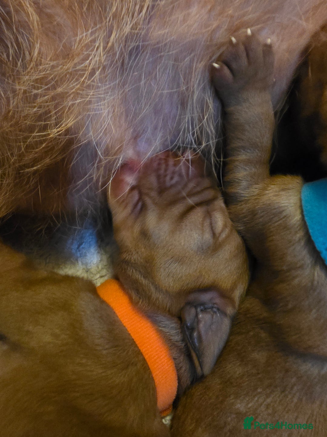 Mixed Breed dogs for sale: Hungarian vizsla cross cocker spaniel puppies - Advert 11
