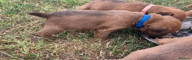 Lakeland Terrier 1