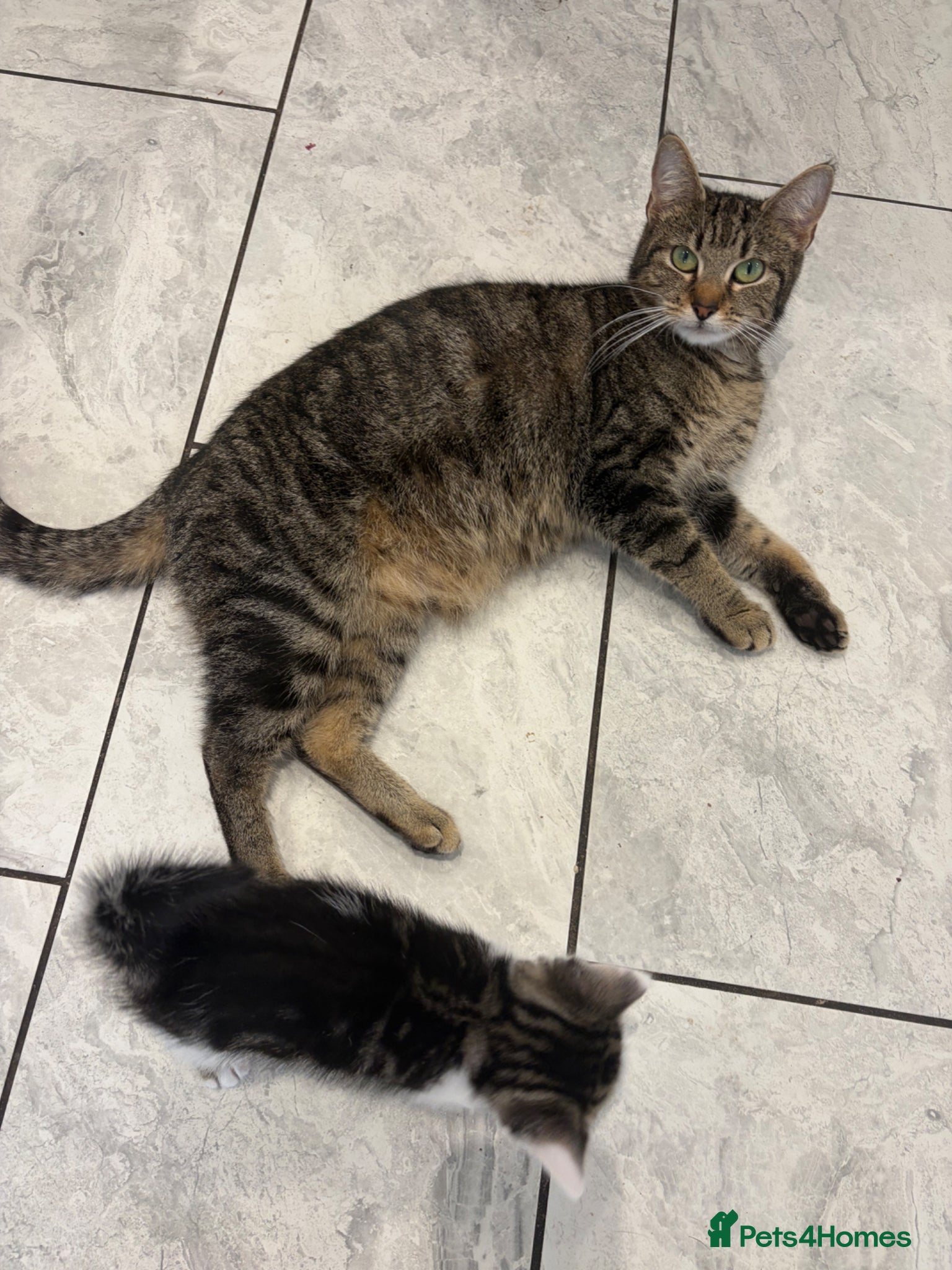 Mixed Breed cats 2 beautiful boys for sale  - Advert 1