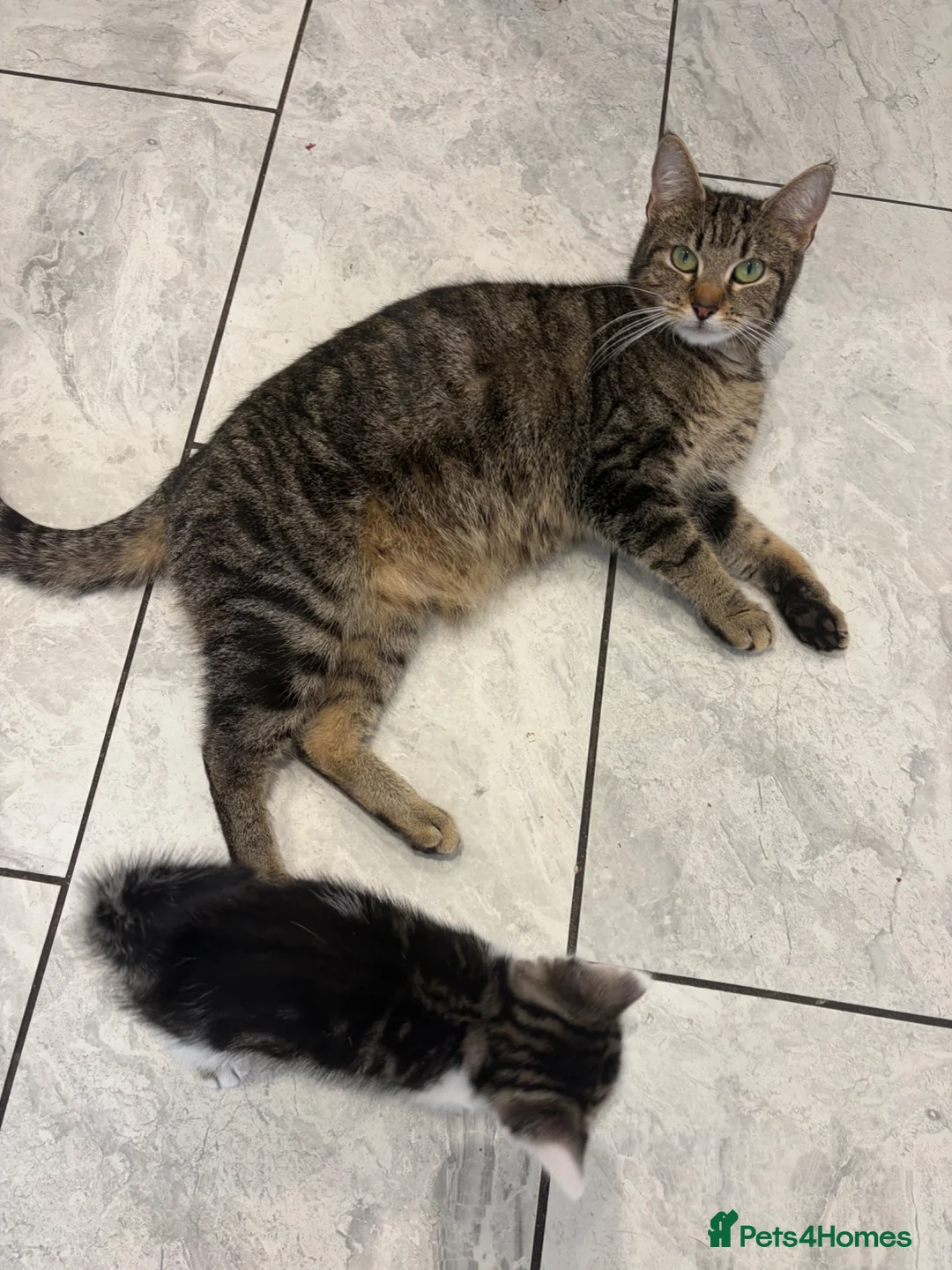 Mixed Breed cats for sale: 2 beautiful boys for sale  - Advert 1