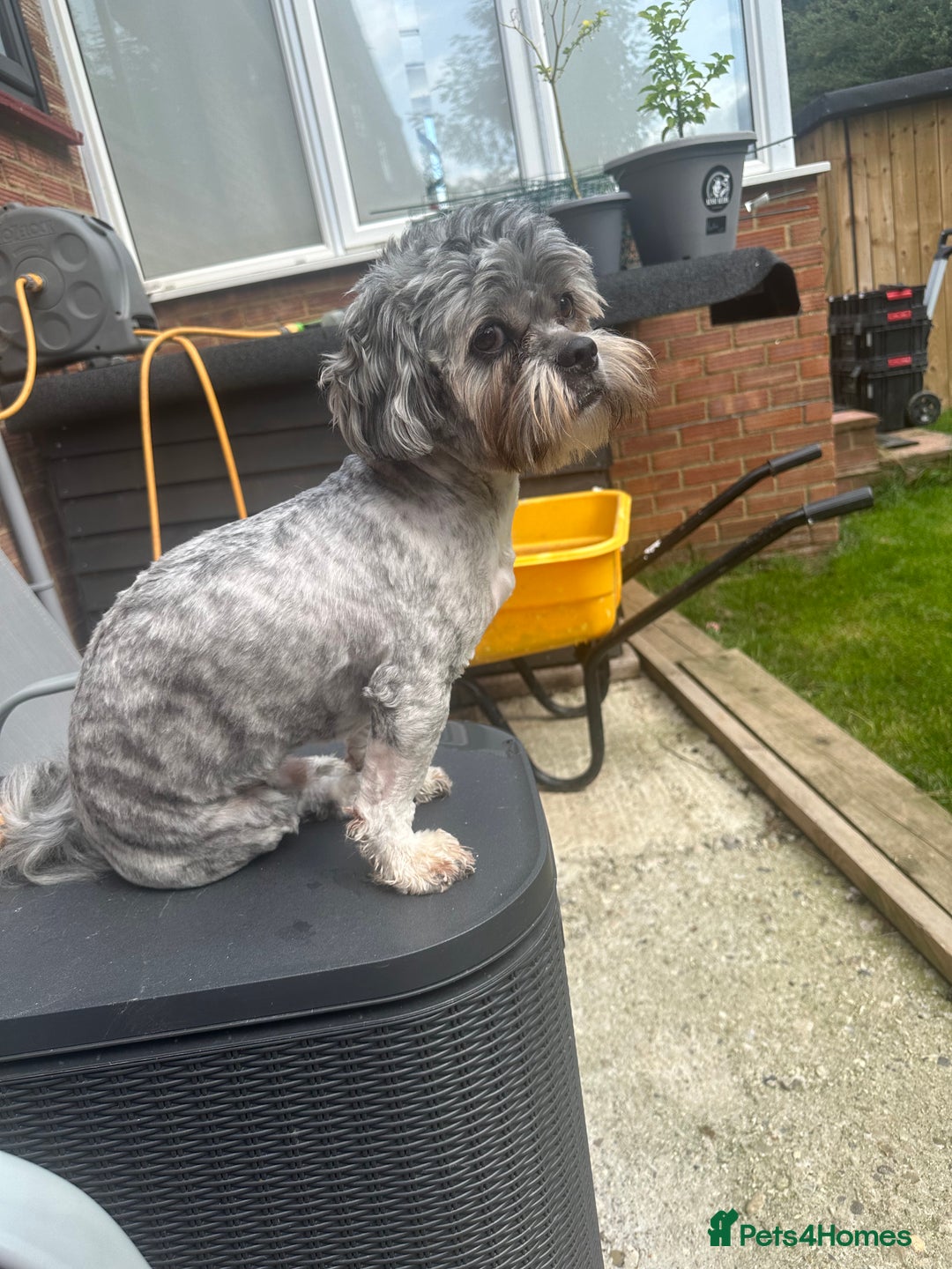 Lhasa Apso dogs for stud: Pedigree Stud in Harlow - Advert 7