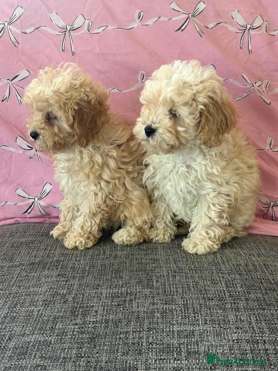 Cavapoochon dogs for sale: Cavapoochon puppies for sale  in Stoke-on-Trent - Advert 5