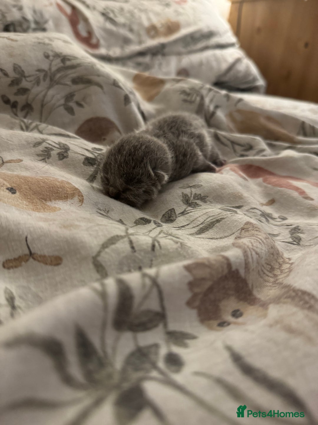 British Shorthair cats for sale: Beautiful BSH Boy for sale - Image 3