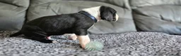 Great Dane dogs for sale: Exceptional Great Dane puppies 🐶  - Advert 15