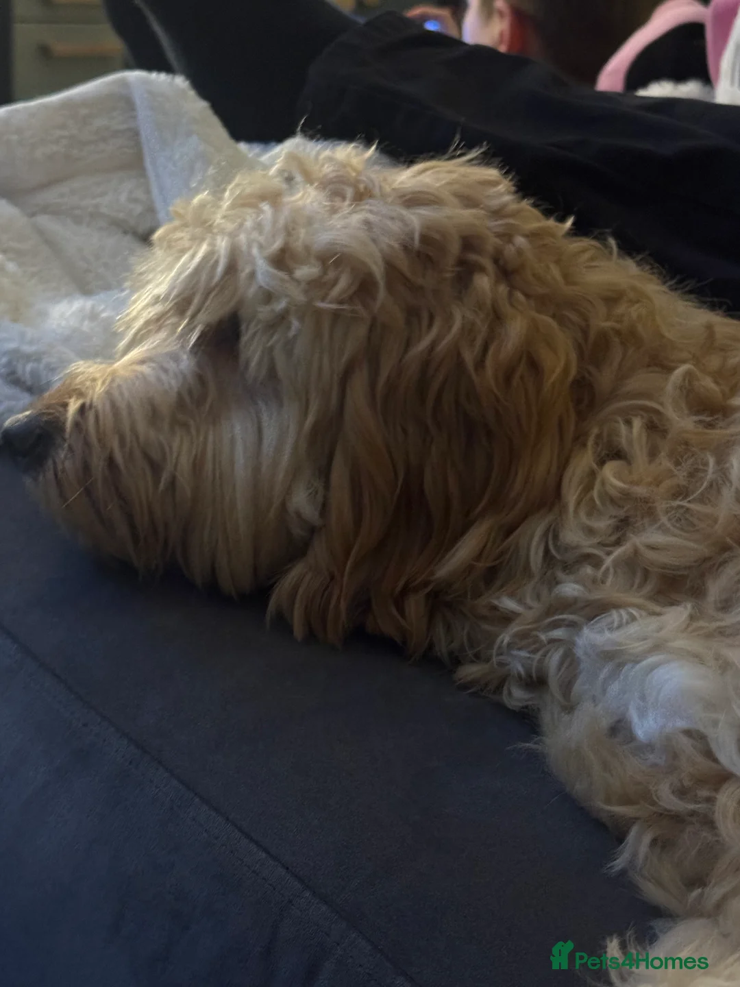 Cockapoo dogs for sale: Cockerpoo  - Advert 2