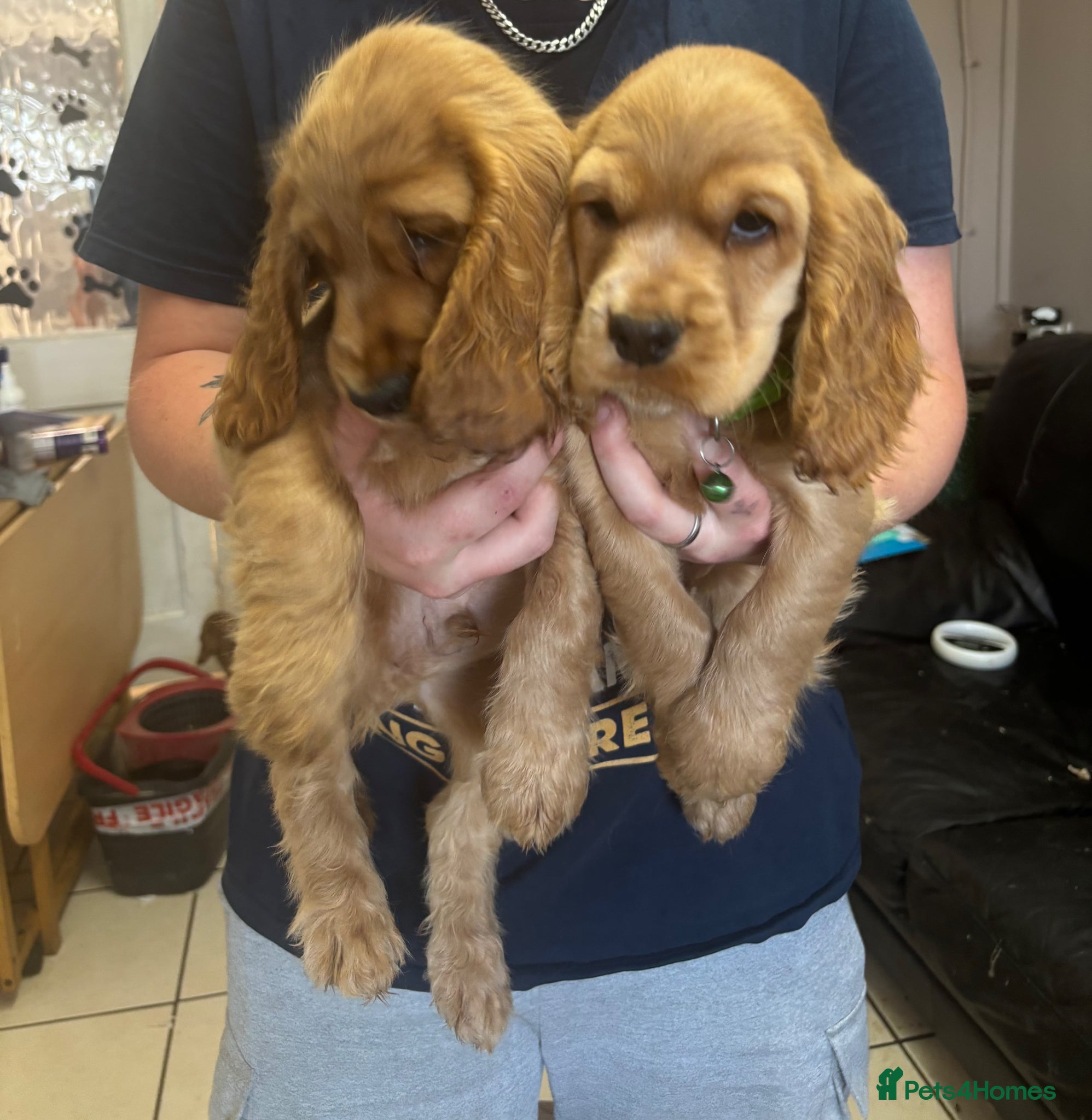 Cocker Spaniel dogs Show Type English Cocker Spaniel Puppies for sale  - Advert 2