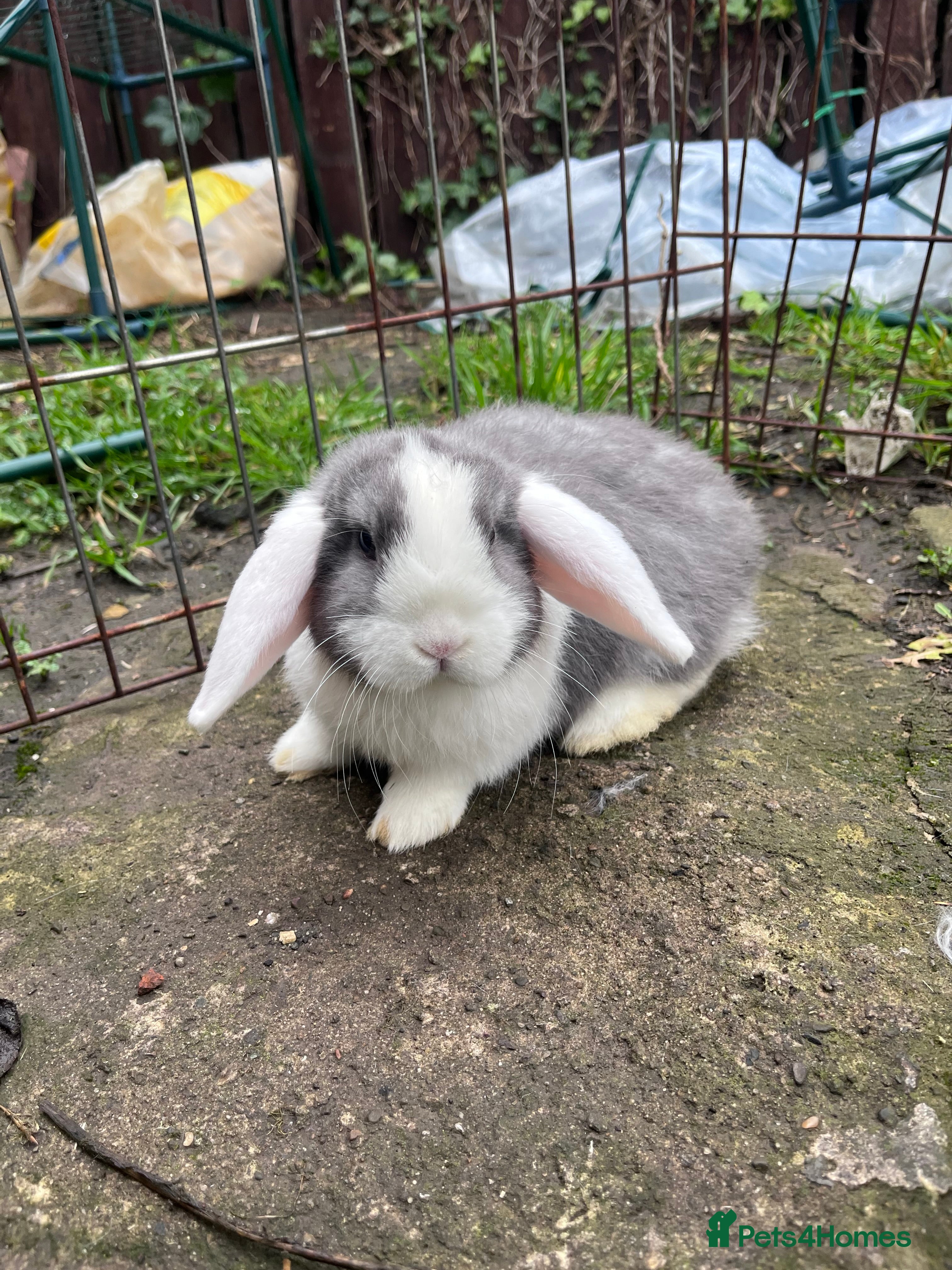 Mini Lop rabbits Mini lops for sale  - Advert 1