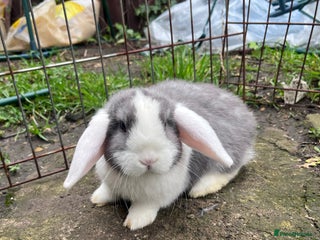 Mini Lop rabbits Mini lops for sale - Advert 1
