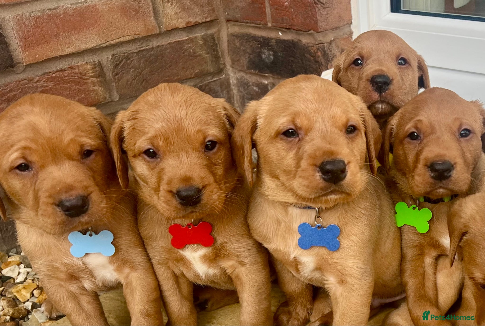 Labrador Retriever dogs Royal kennel club fox red Labrador puppies  - Advert 4