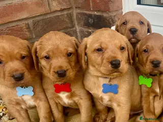 Labrador Retriever dogs Royal kennel club fox red Labrador puppies - Advert 4