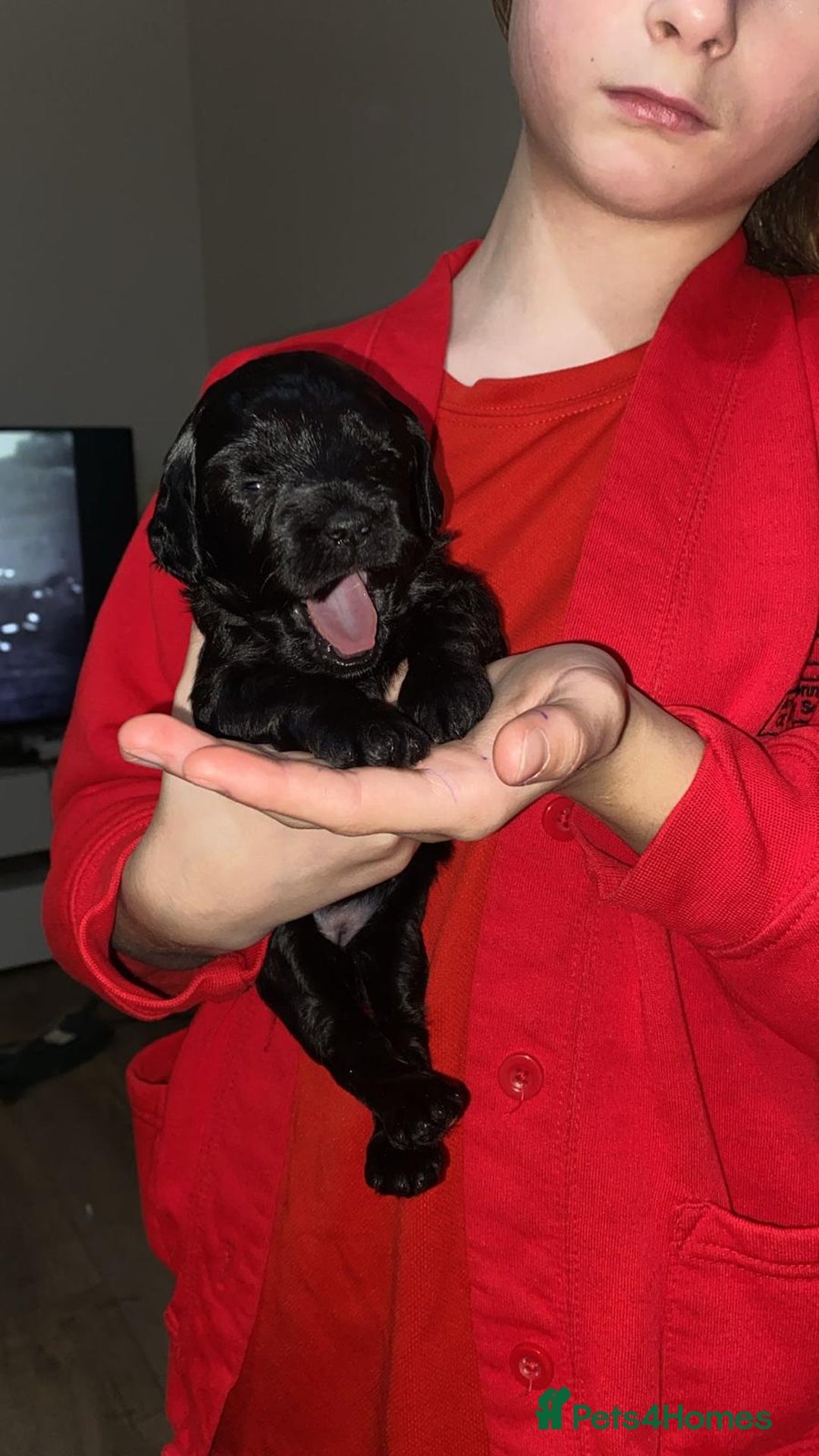 Cavapoochon dogs for sale: 6 cavapooschon puppies ready to go 18th January  - Advert 16