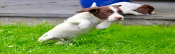 English Springer Spaniel dogs for sale: Working Line Liver And White Springer Spaniels - Advert 20