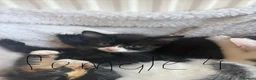 Domestic Shorthair cats for sale: Very cute kittens  - Advert 7