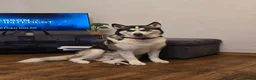 Siberian Husky dogs for sale: ​Beautiful Siberian Husky Pups Born Eclipse Night in Gloucester - Advert 3
