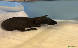 Guinea Pig rodents for sale: Skinny Pigs and Skinny Carriers - Image 10