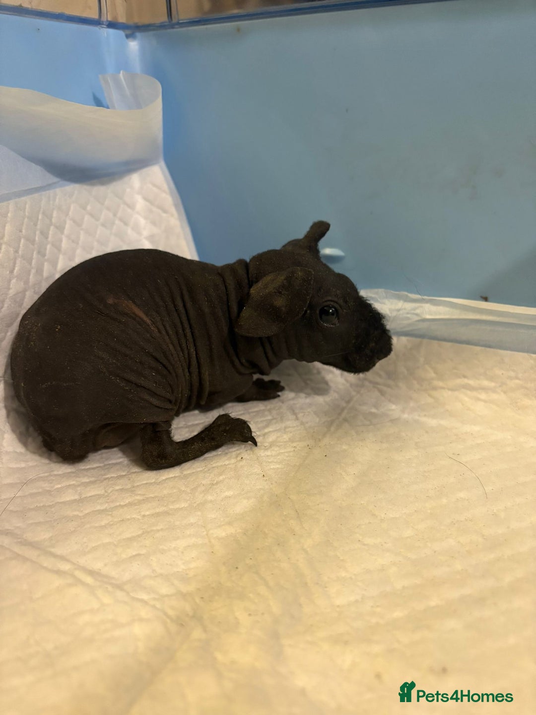 Guinea Pig rodents for sale: Skinny Pigs and Skinny Carriers - Image 10