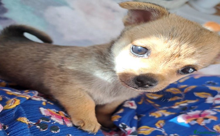Pomchi dogs - Advert 1