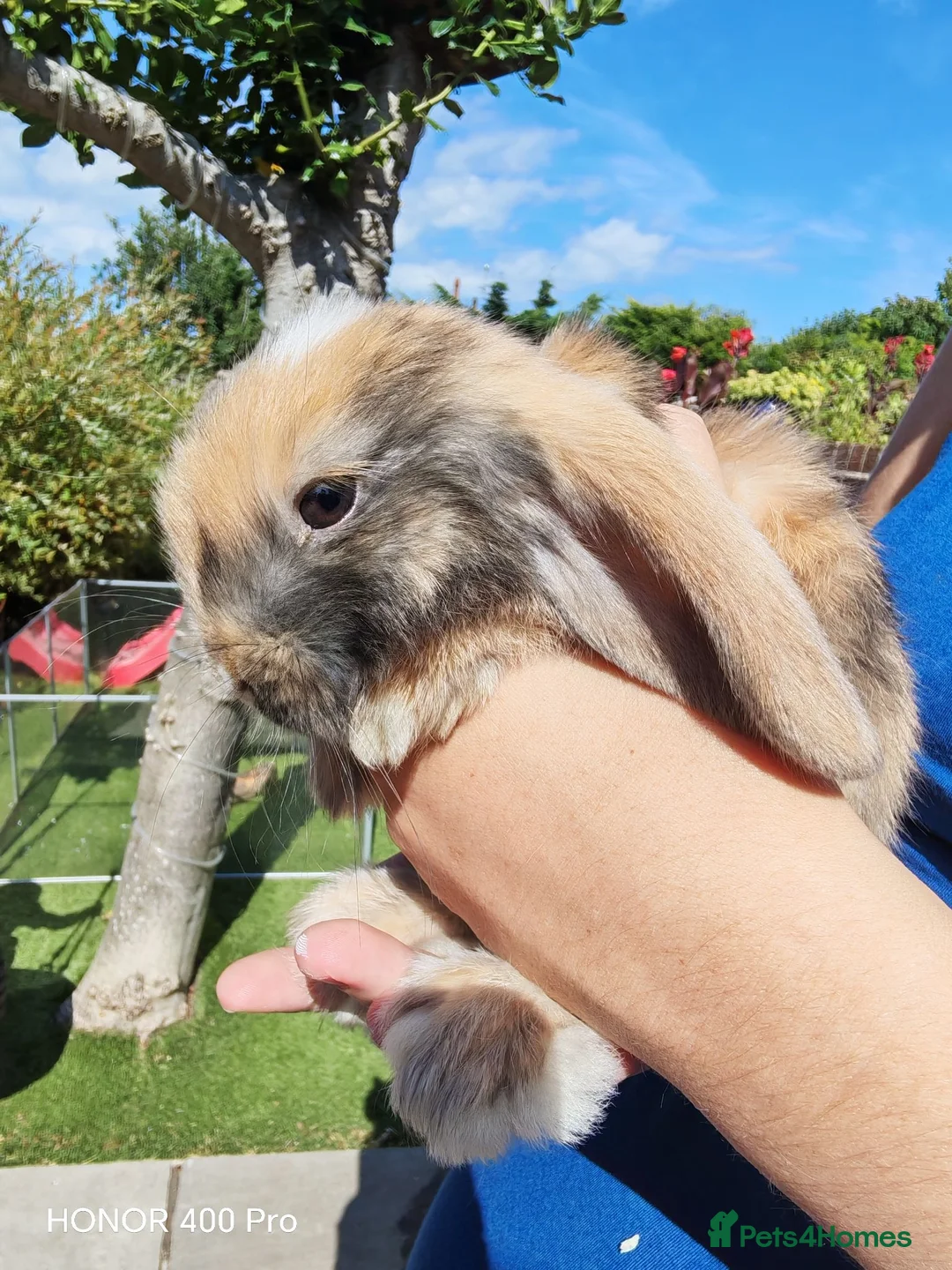 Mini Lop rabbits for sale: Pure Bred Mini Lop - Advert 17