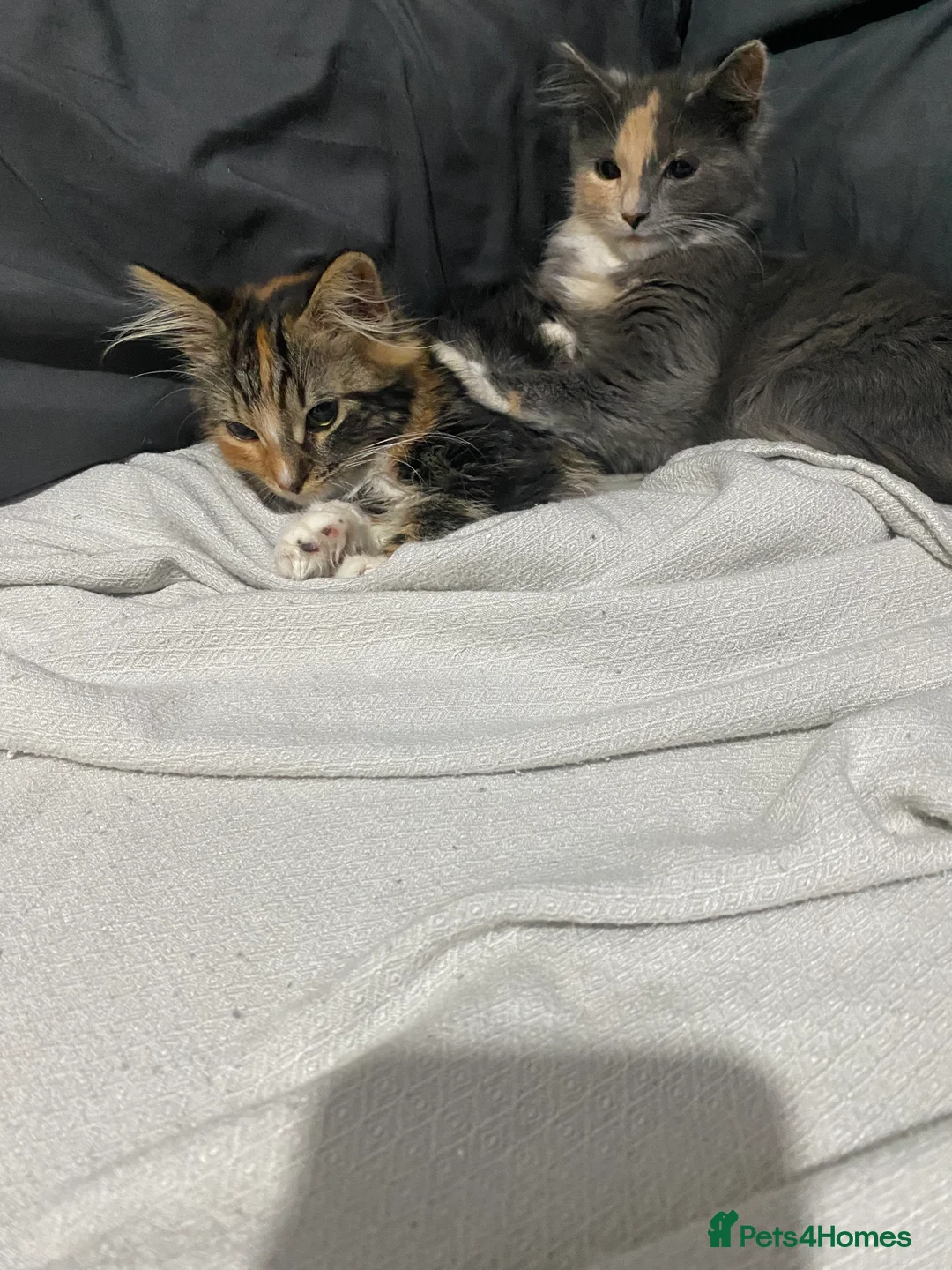 Persian cats for sale: Two beautiful Persian x - Advert 8