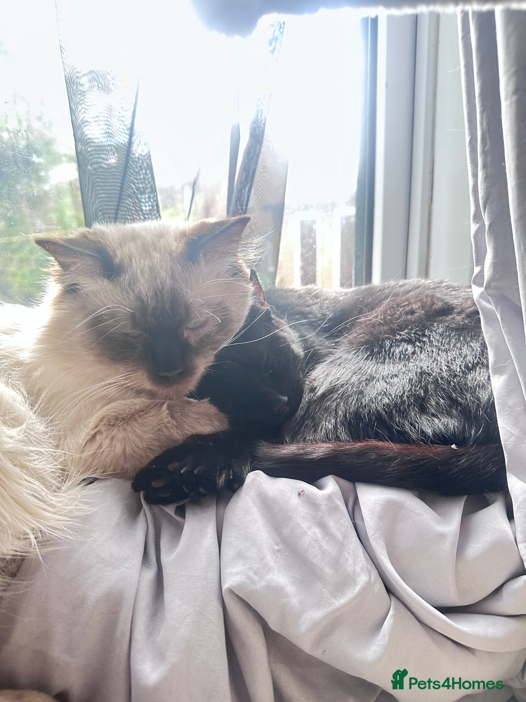 Ragdoll cats for sale: Ragdoll cross domestic shorthaired kittens  - Image 15