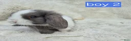 Mini Lop rabbits for sale: Mini lop boy - Advert 3