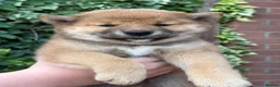 Japanese Shiba Inu dogs for sale: Health tested champion bloodline small size Shiba  - Advert 10