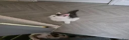 Maine Coon cats for sale: STUNNING MAINE COON KITTENS  - Advert 11