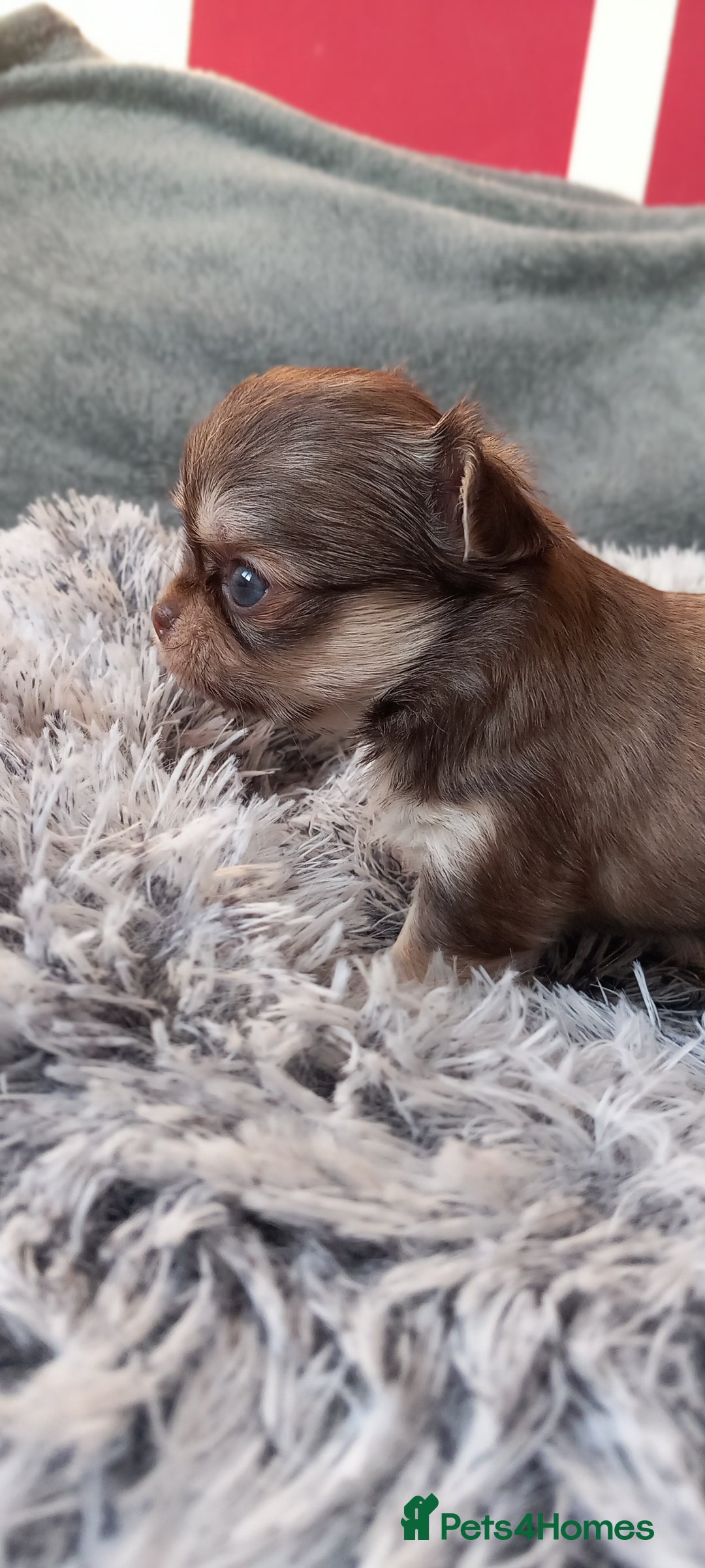 Chihuahua dogs for sale: ❤️‍🔥DNA tested parents❤️‍🔥LC 1Boys KC REG  - Advert 20