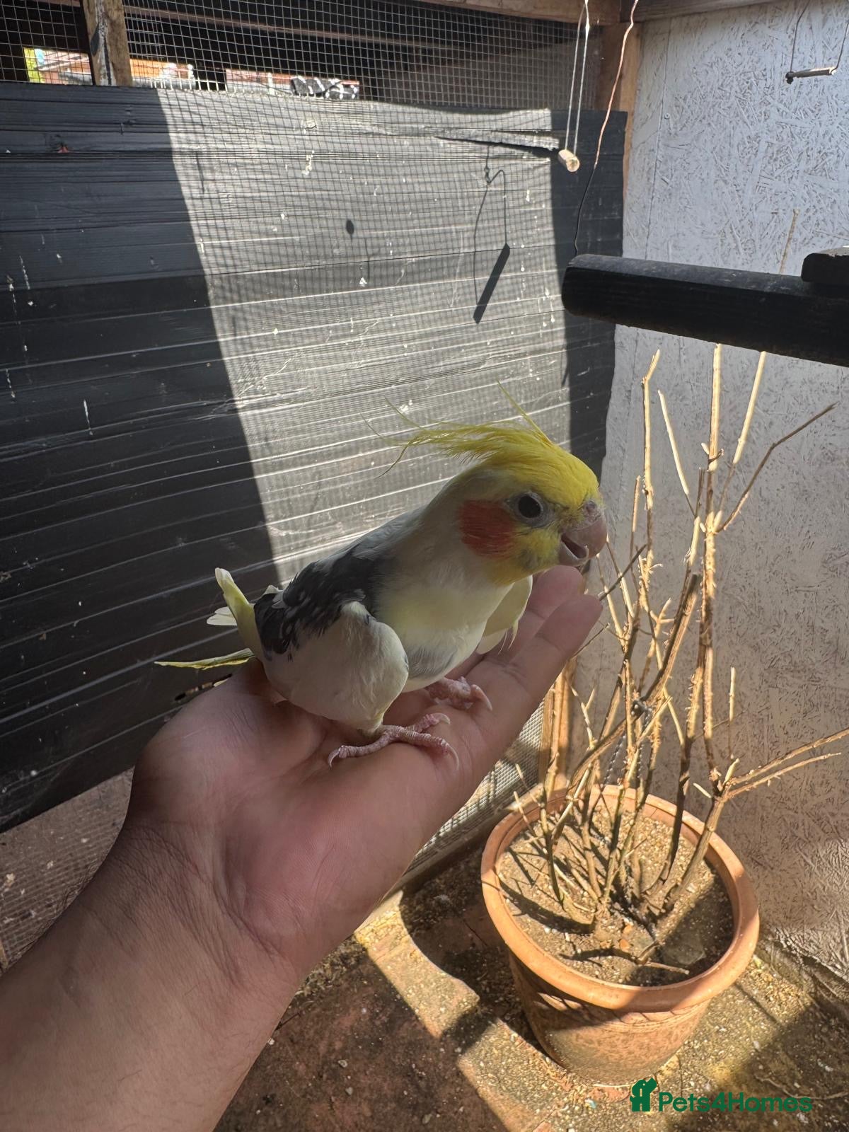 Cockatiels birds Cockatiel bird for sale male 1 year old  - Advert 3