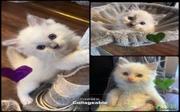 Ragdoll cats for sale: Stunning Ragdoll kittens for sale - Image 14