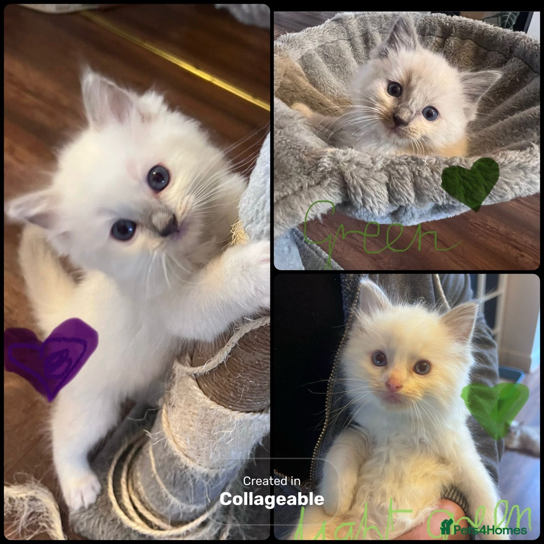 Ragdoll cats for sale: Stunning Ragdoll kittens for sale - Image 14