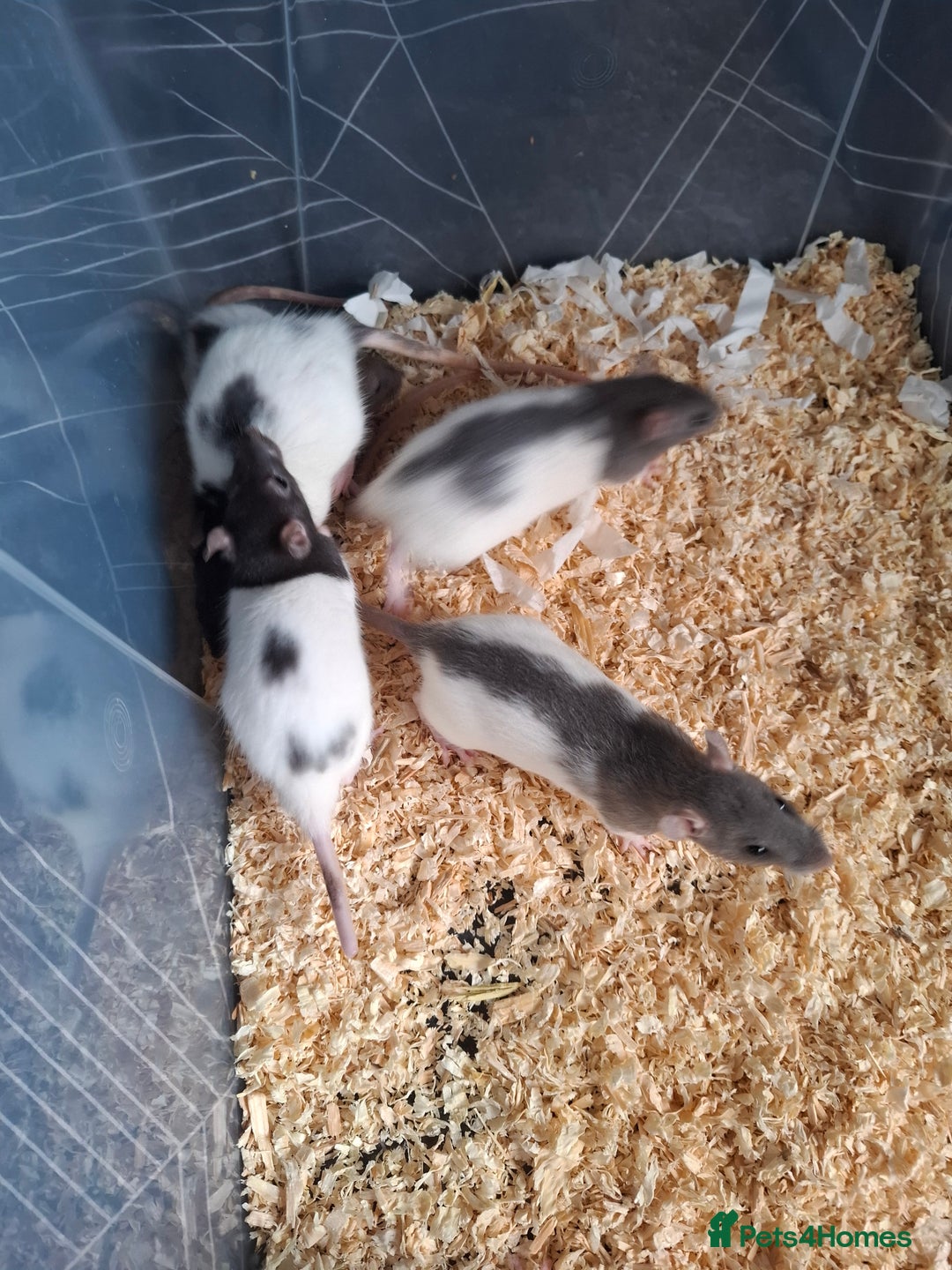 Rat rodents for sale: BABY RATS - Advert 3