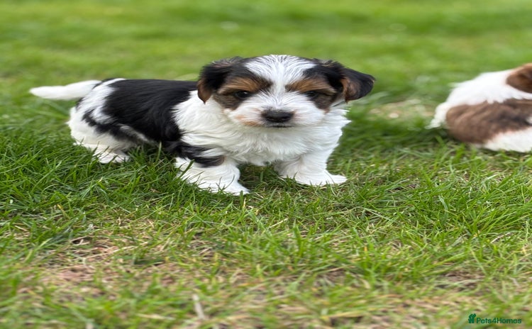 Biewer Terrier dogs - Advert 1