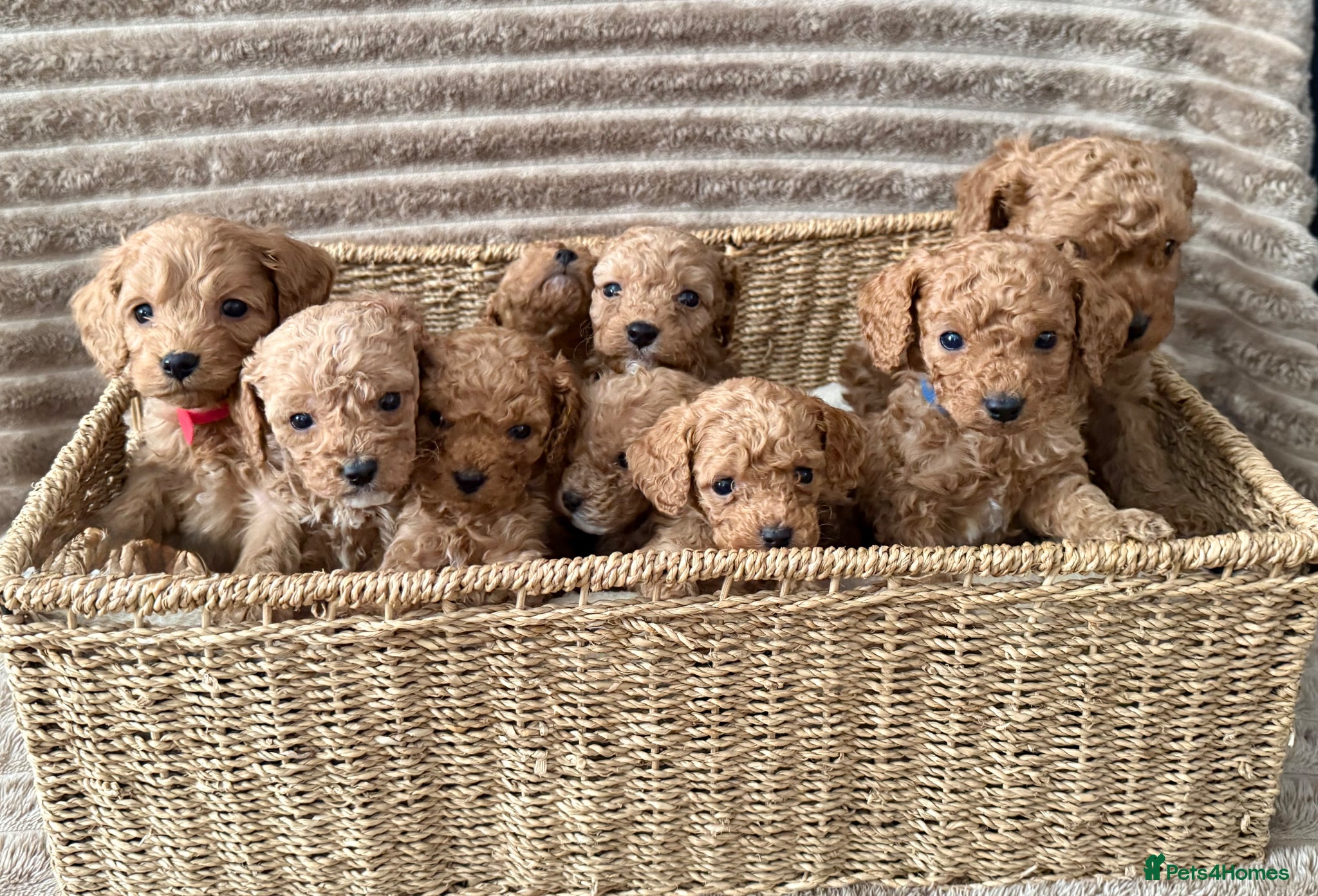 Cavapoo dogs 💖💙🐶🐾Beautiful F1 Cavapoo Pups!🐾🐶💙💖 - Advert 2