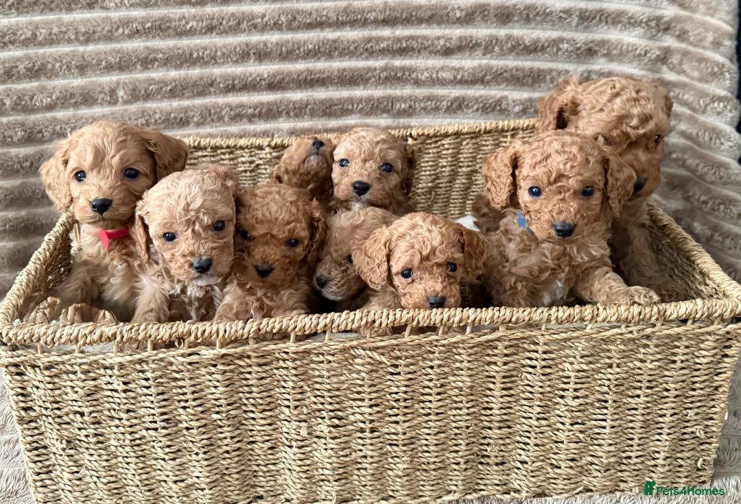 Cavapoo dogs for sale: 💖💙🐶🐾Beautiful F1 Cavapoo Pups!🐾🐶💙💖 - Advert 2