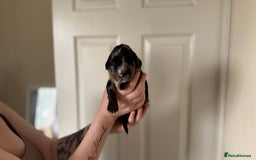 Cocker Spaniel dogs for sale: Cocker spaniel puppies - Image 7