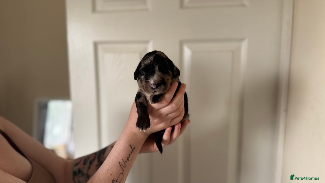 Cocker Spaniel dogs for sale: Cocker spaniel puppies - Image 7