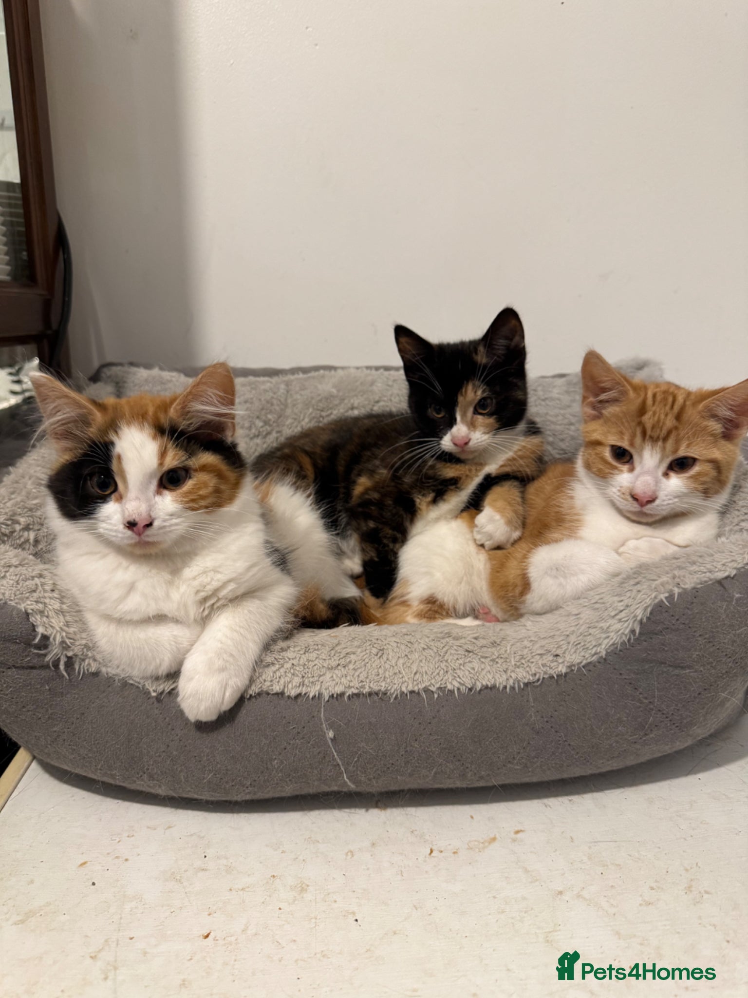 British Shorthair cats Kittens for sale, looking for loving home - Advert 1