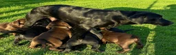 Mixed Breed dogs for sale: STUNNING GWP X LABRADOR PUPPIES - Advert 16