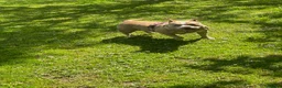 American Bully dogs for sale: Pocket bully bitch - Advert 14